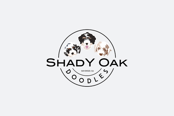 Shady Oaks Blue - Mini Bernedoodle