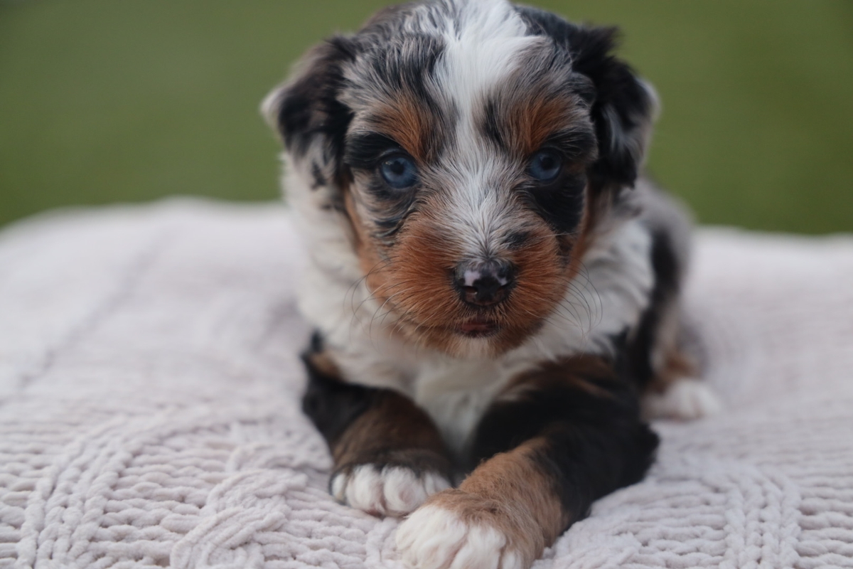 Pebbles F1 Mini Aussiedoodle