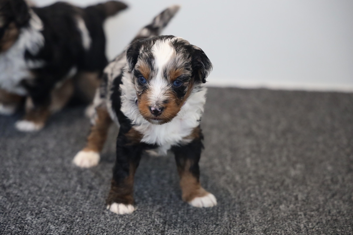 Pebbles - F1 Mini Aussiedoodle