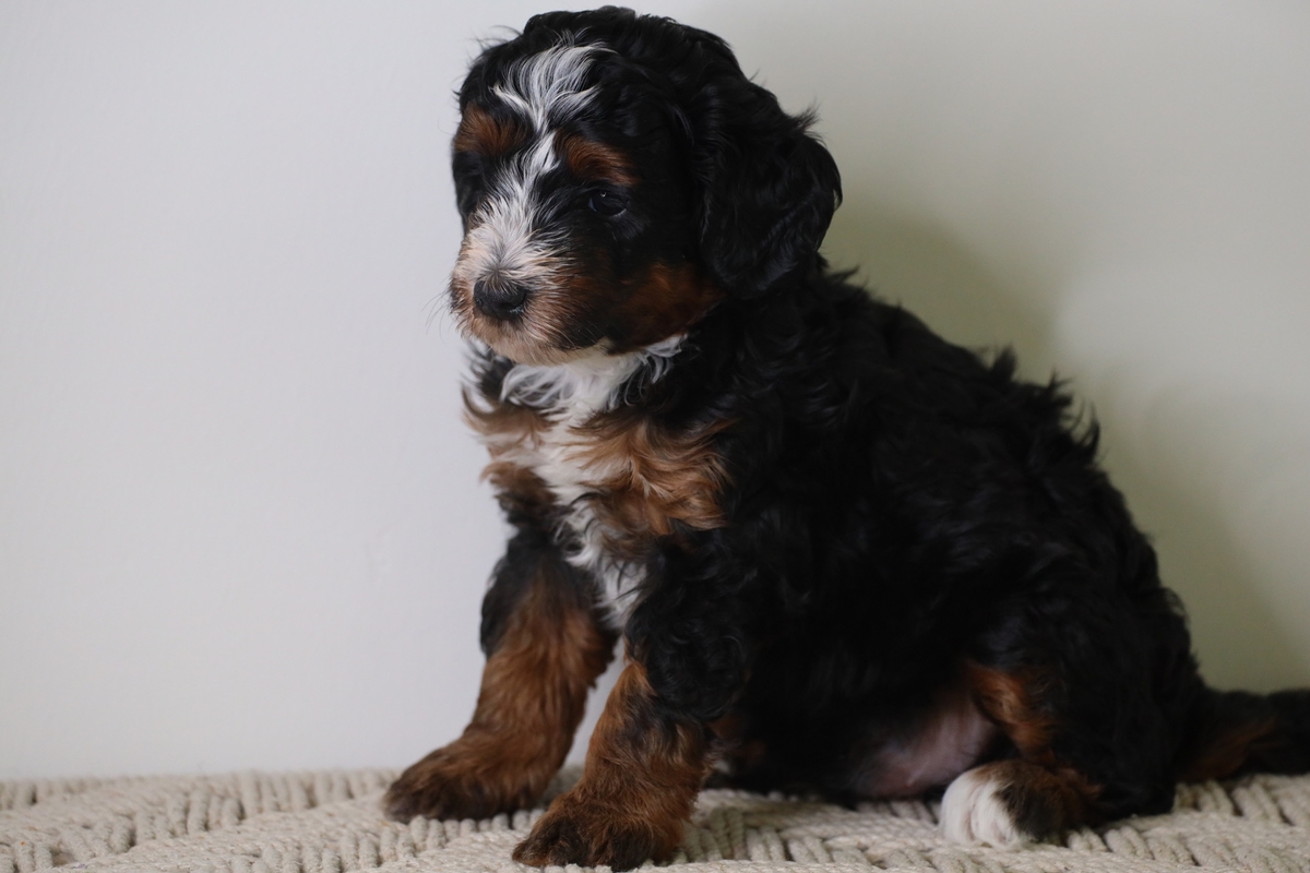 Oreo - Micro Mini Bernedoodle