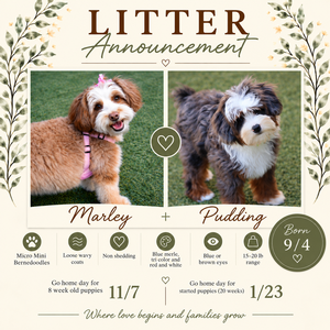 Marley + Pudding - Micro Mini Bernedoodles 