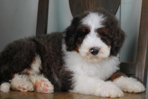 Molly’s Blue Male 