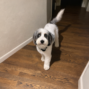 Shady Oak’s Winnie 