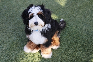 WAITLIST Marley + Flash - Petite Mini Bernedoodles