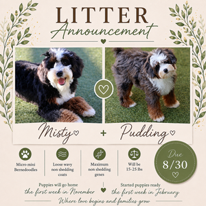 Misty + Pudding - Micro Mini Bernedoodles 