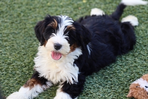 STARTED (trained) Puppy Toby