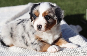 Bonnie X Ghost - Mini Aussie Mountain Doodles