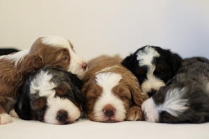 WAITLIST Mya + Jerry - Mini Bernedoodles 