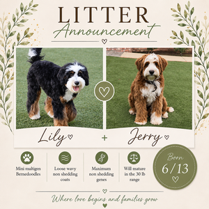 Lily + Jerry - Mini Bernedoodles 