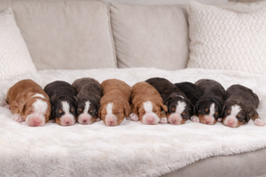 Cassie + Tango - Standard Bernedoodles 