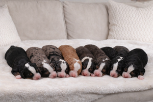 Clover + King - Standard Bernedoodles