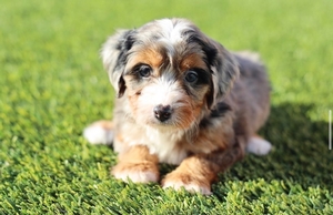 Daisy X Ghost - Mini Aussie Mountain Doodles 