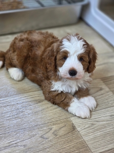Dolly’s Red Male 