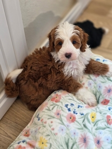 Dolly’s Red Female 