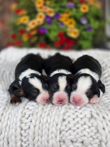 Lily Blue Collar Male