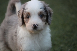Jasmine - Mini Bernedoodle 