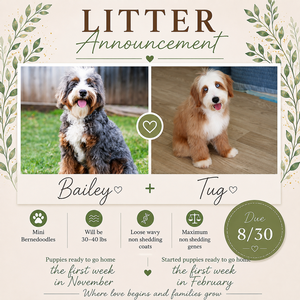 Bailey + Tug - Mini / Med Bernedoodles 