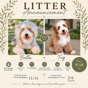 Bella + Tug - Mini Bernedoodles 