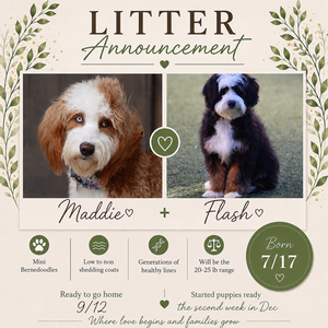 Maddie + Flash - Mini Bernedoodles 