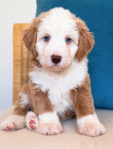 Isla Red Male 