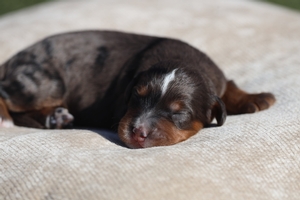 Ryder - Micro Mini Bernedoodle 