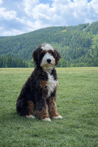 Shady Oak’s Clover 