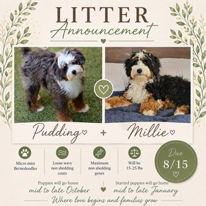 Millie + Pudding - Micro Mini Bernedoodles 