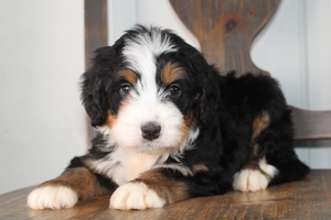 Candy Tri Male