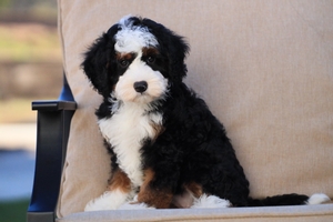 Dumpling - Mini Bernedoodle 