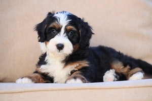 Penny + Tug - Mini / Med Bernedoodles 