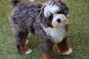 Micro Mini Bernedoodle Waitlist 2027