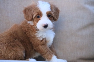 Pebbles - Mini Bernedoodle 