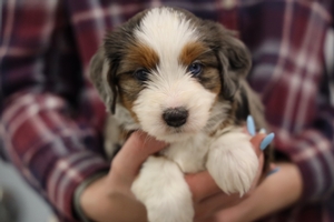 Queen + Tango - Medium Bernedoodles 