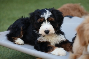 Lily + Jerry - Mini Bernedoodles 