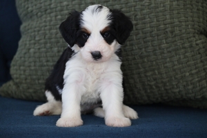 Winnie Yellow Collar Female 