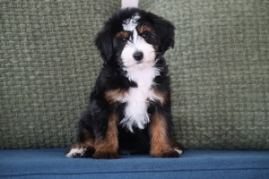 Bentley