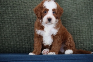Arlo