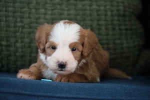 Lily Blue Collar Male
