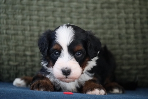 Lily Red Collar Male