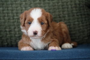 Lily Purple Collar Female 