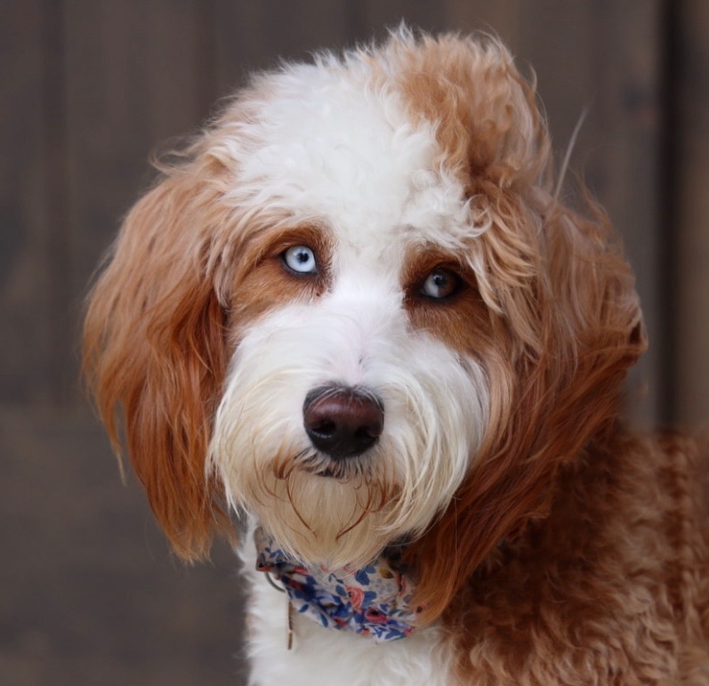 Shady Oak’s Maddie