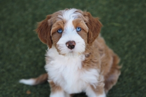Isla + Tug - Mini Bernedoodles 