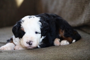 Donut - Petite Mini Bernedoodle 
