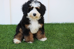 WAITLIST Lucy + Flash - Micro Mini Bernedoodles 