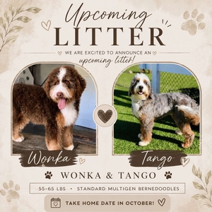 Wonka + Tango - Standard Bernedodles 