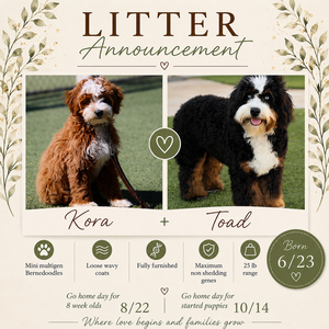 Kora + Toad - Mini Bernedoodles 