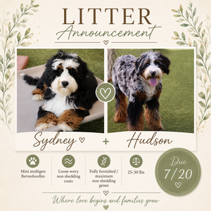 Sydney + Hudson - Mini Bernedoodles 