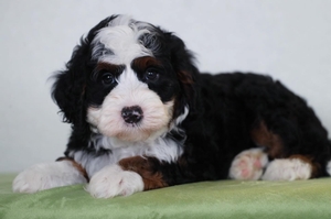 Dumpling - Mini Bernedoodle 