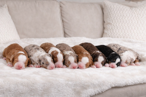 Wonka + Tango - Standard Bernedoodles 