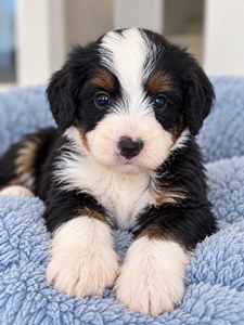 Millie Blue Collar Male Micro Mini 